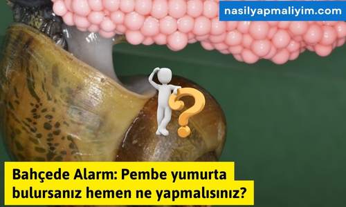 Bahçede Alarm: Pembe yumurta bulursanız hemen ne yapmalısınız?